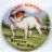 ABC Minors Cinema Club 1950-60s trade card badge Dogs (Set 17)