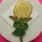 Macmillan Cancer - Lemon Rose