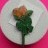 Macmillan Cancer - Twin Orange Roses